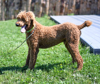 200612 1143_Poodle_Big Red_M 2-3
