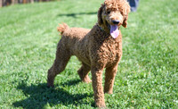 200612 1143_Poodle_Big Red_M 2-2