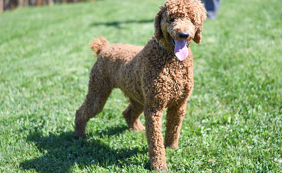 200612 1143_Poodle_Big Red_M 2-2