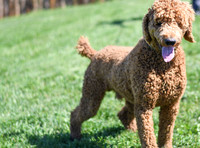 200612 1143_Poodle_Big Red_M 2