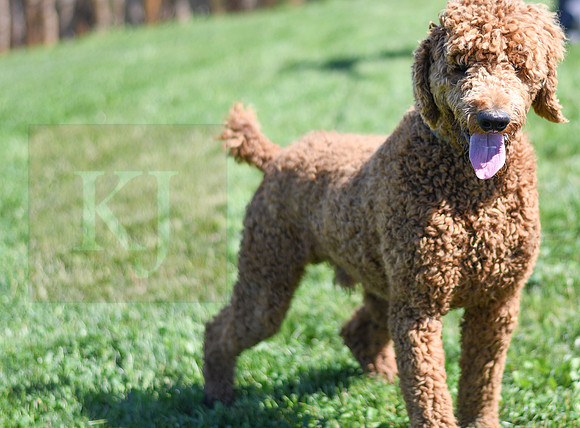 200612 1143_Poodle_Big Red_M 2