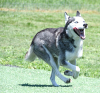 200612 1211_Husky_Lone Star Lady_F-1684