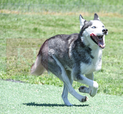 200612 1211_Husky_Lone Star Lady_F-1684