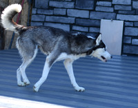 200612 1211-0117_Husky_Lone Star Lady_F 0967
