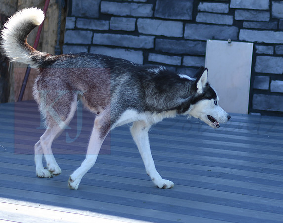 200612 1211-0117_Husky_Lone Star Lady_F 0967