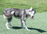 200612 1219_Husky_Hobby Acres Shelly_F-2136