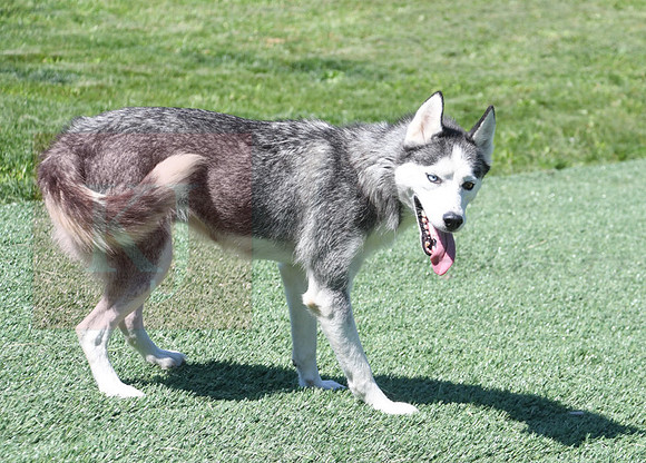 200612 1219_Husky_Hobby Acres Shelly_F-2136