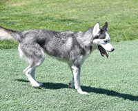 200612 1219_Husky_Hobby Acres Shelly_F-2137