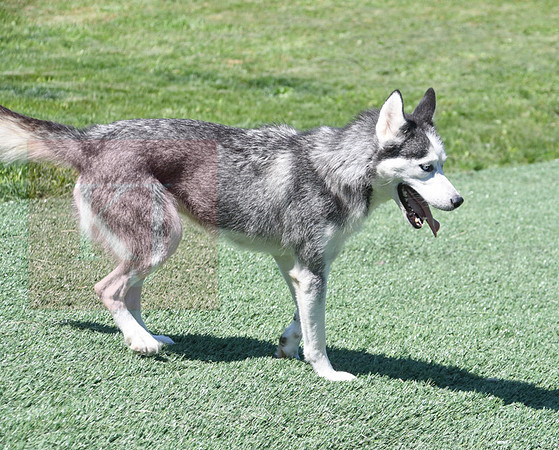200612 1219_Husky_Hobby Acres Shelly_F-2137