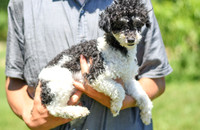 200612 1660_Toy Poodle_Tri Star Elsie_F-1542