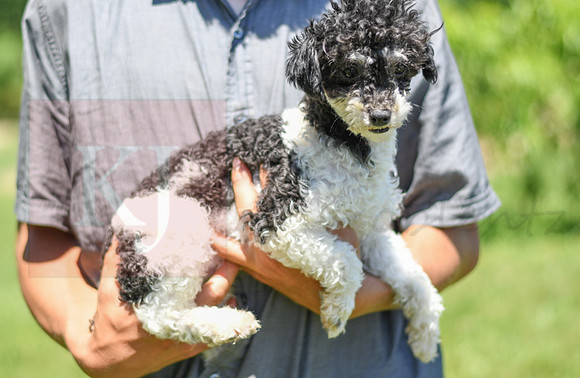 200612 1660_Toy Poodle_Tri Star Elsie_F-1542