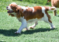 200612 1801_Cavalier_Quennie_F-2013