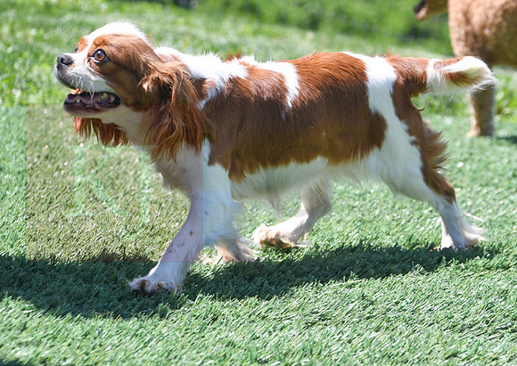 200612 1801_Cavalier_Quennie_F-2013
