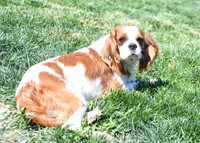 200612 1811_Cavalier_Holly_F-2028