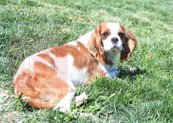 200612 1811_Cavalier_Holly_F-2028
