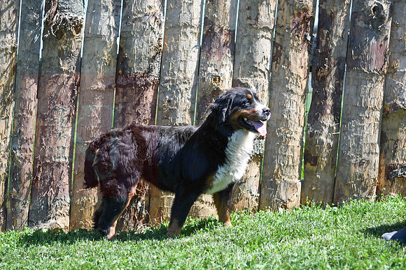 200612 2463_Bernese Mt Dog_Sheralyn_F 2-2