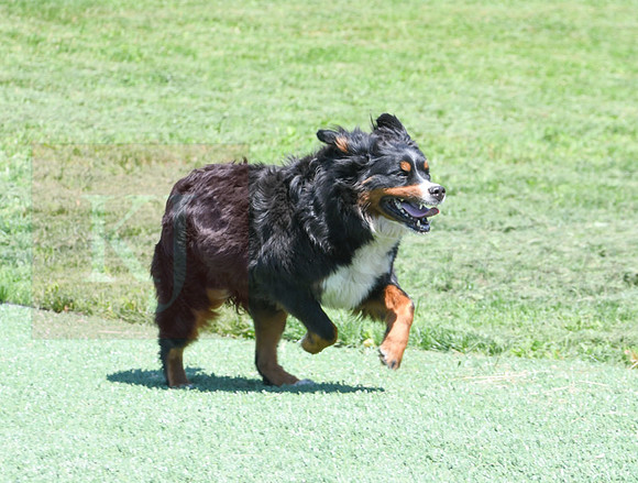 200612 2464_Bernese Mt Dog_Shakina_F-1626