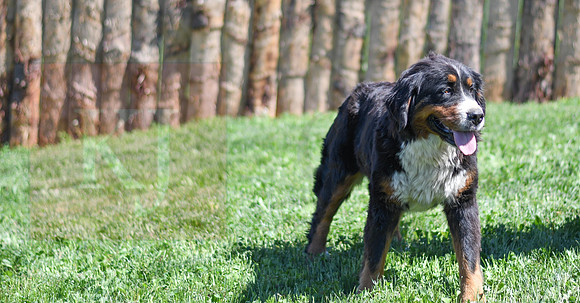 200612 2463_Bernese Mt Dog_Sheralyn_F 2