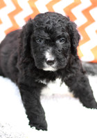200903 Perry_0036_M 31