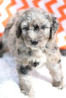 200903 Pearl_0038_F 68