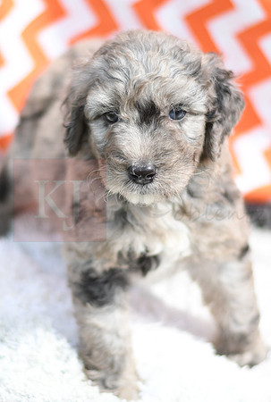 200903 Pearl_0038_F 68
