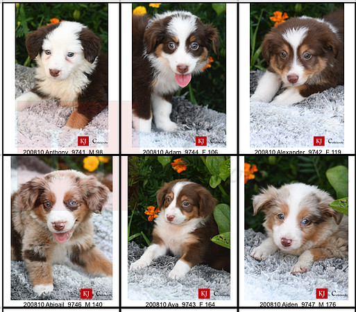 06.19.20 Australian Shepherds Litter