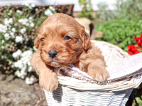 Malachi_M_Cavapoo-17-2