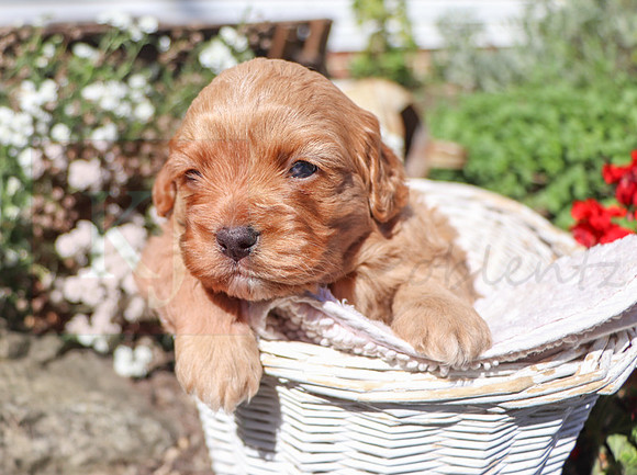Malachi_M_Cavapoo-17-2