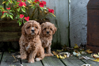 201012 Molly and Malachi 16