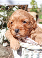 Malachi_M_Cavapoo-17