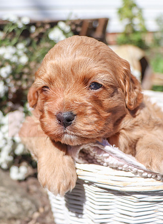 Malachi_M_Cavapoo-17
