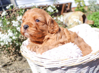Malachi_M_Cavapoo-19