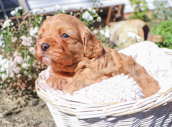 Malachi_M_Cavapoo-19