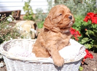 Malachi_M_Cavapoo-22