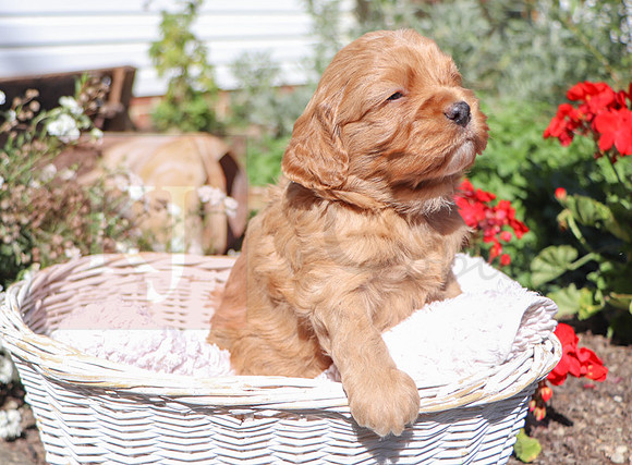 Malachi_M_Cavapoo-22