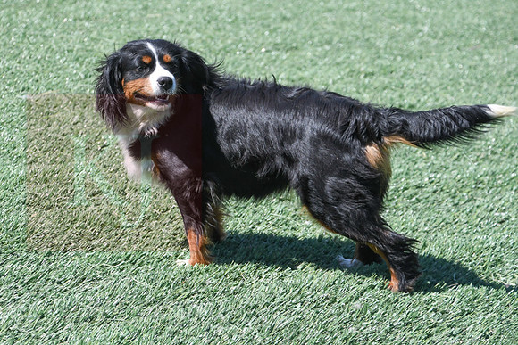 200612 8047_Mini Bernese_Turtle_M?-2162