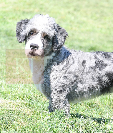 200612 7736_Mini Bernedoodle_Little Boy Blue_M-1977