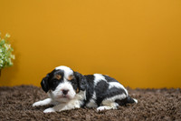 200826 Indigo_8262_M 181