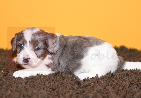 200826 Iris_8252_F 142