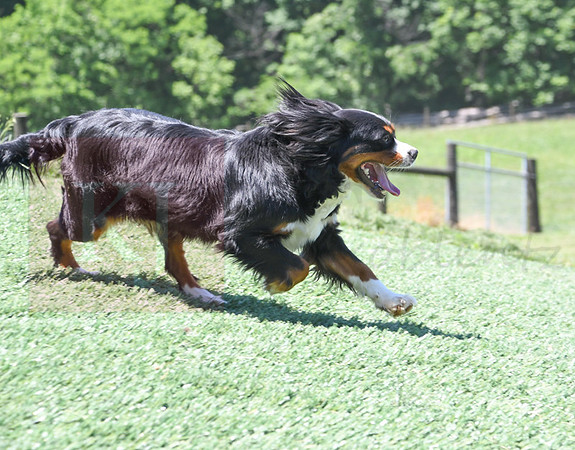 200612 3692_Mini Bernese_Tilly_F?-1956