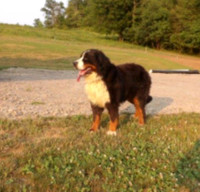Bruno_Braveheart_Bernese Mt Dog