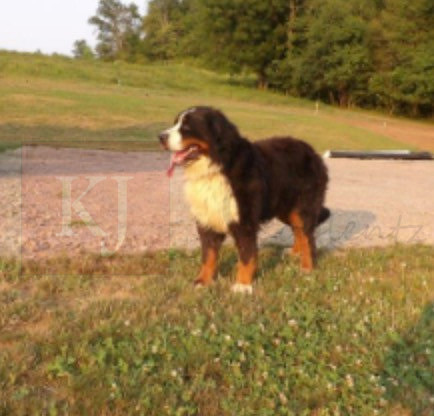 Bruno_Braveheart_Bernese Mt Dog