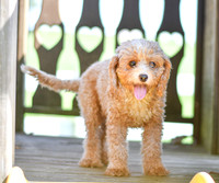 Twinkle_F_Cavapoo_#10-12-3