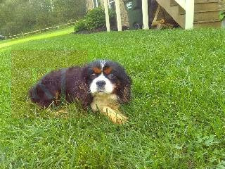 Cavalier_M_20#