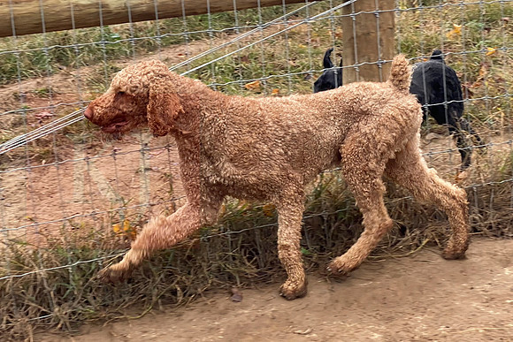 AKC_Poodle_45#_3