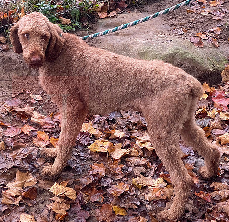 AKC_Poodle_45#