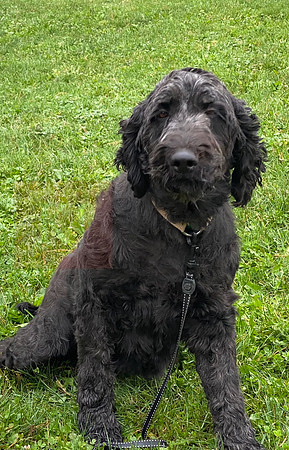 Baila_65#_Labradoodle_2