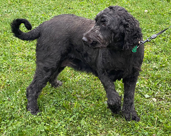 Baila_65#_Labradoodle