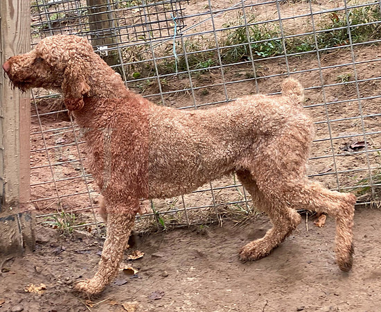 AKC_Poodle_45#_2