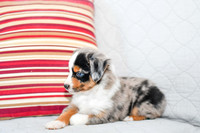 211108 Barkley_M_3605_Mini Aussie 4452